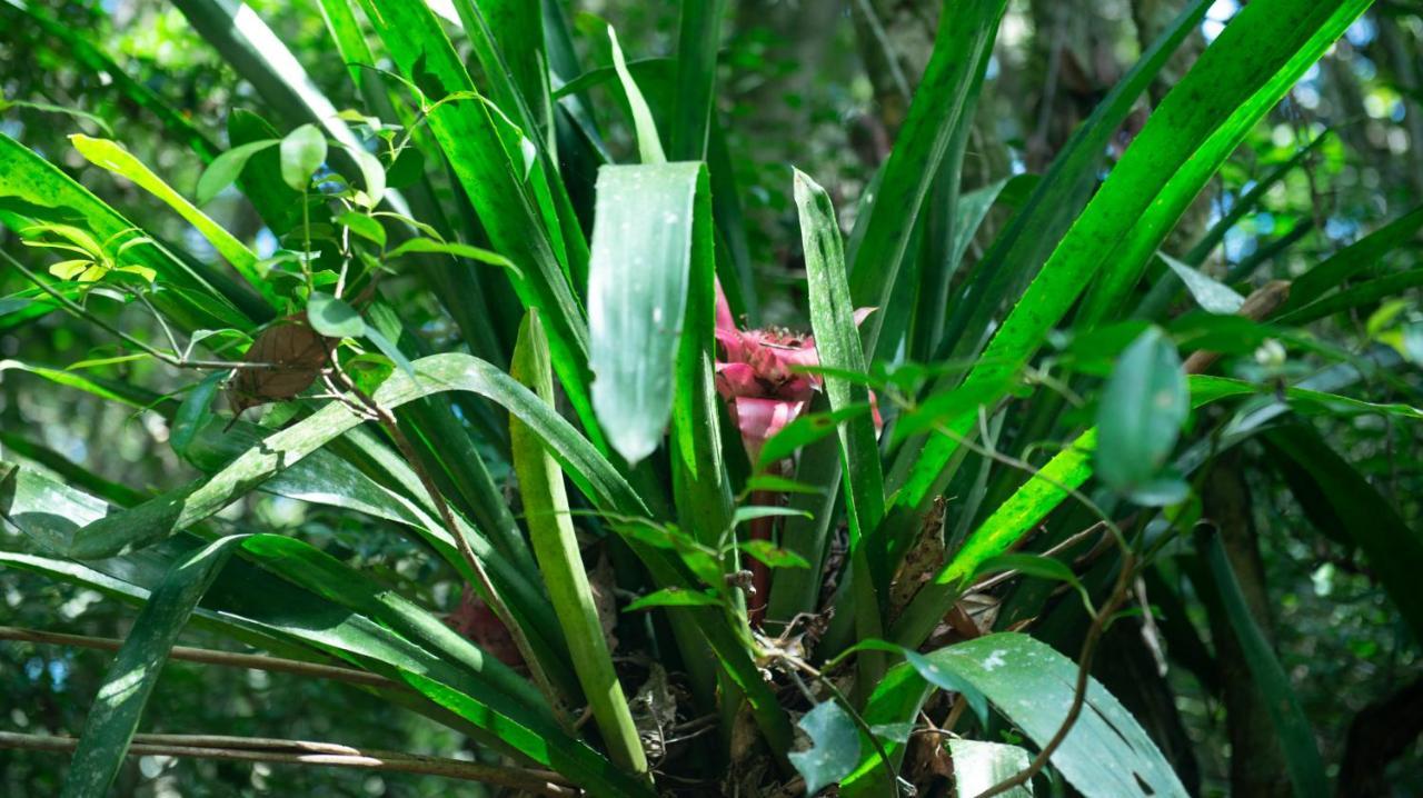 Refugio Araucarias